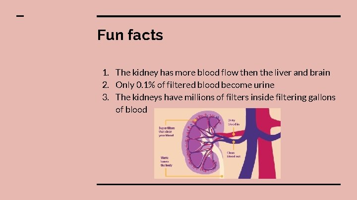 Fun facts 1. The kidney has more blood flow then the liver and brain