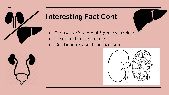 Interesting Fact Cont. ● The liver weighs about 3 pounds in adults ● It