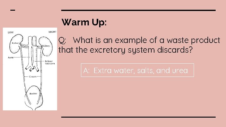 Warm Up: Q: What is an example of a waste product that the excretory