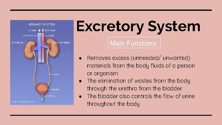 Excretory System Main Functions: ● Removes excess (unneeded/ unwanted) materials from the body fluids