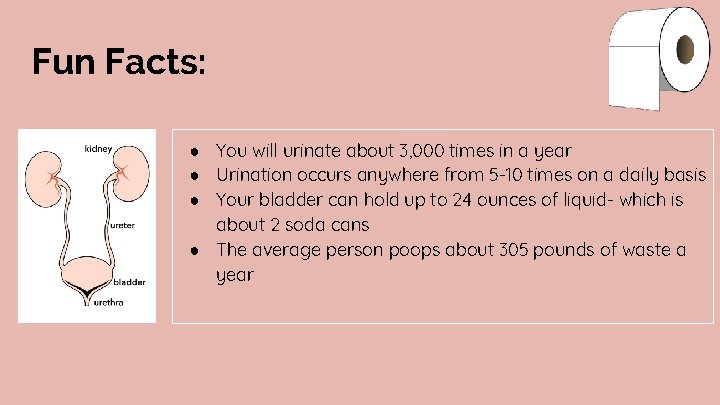 Fun Facts: ● You will urinate about 3, 000 times in a year ●