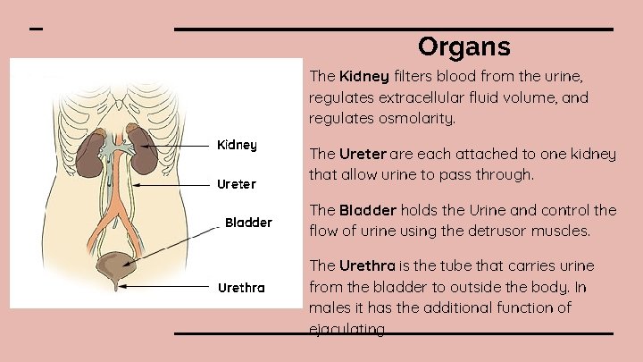 Organs The Kidney filters blood from the urine, regulates extracellular fluid volume, and regulates