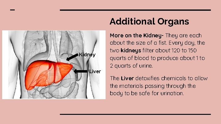 Additional Organs Kidney Liver More on the Kidney- They are each about the size