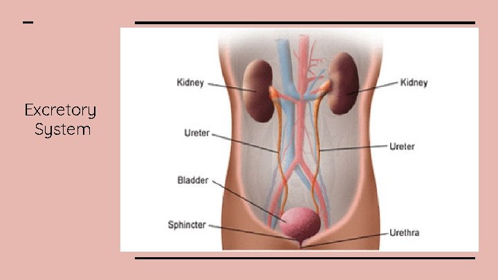 Excretory System 