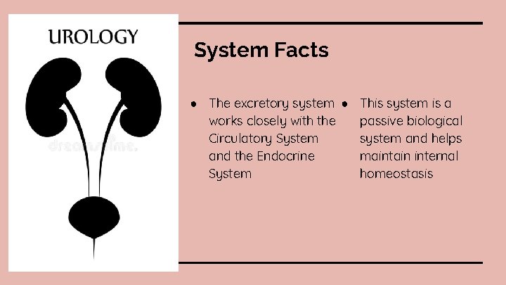 System Facts ● The excretory system ● This system is a works closely with