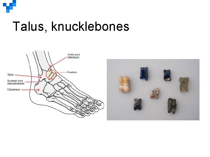 Talus, knucklebones 