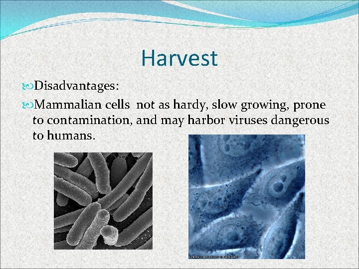 Harvest Disadvantages: Mammalian cells not as hardy, slow growing, prone to contamination, and may