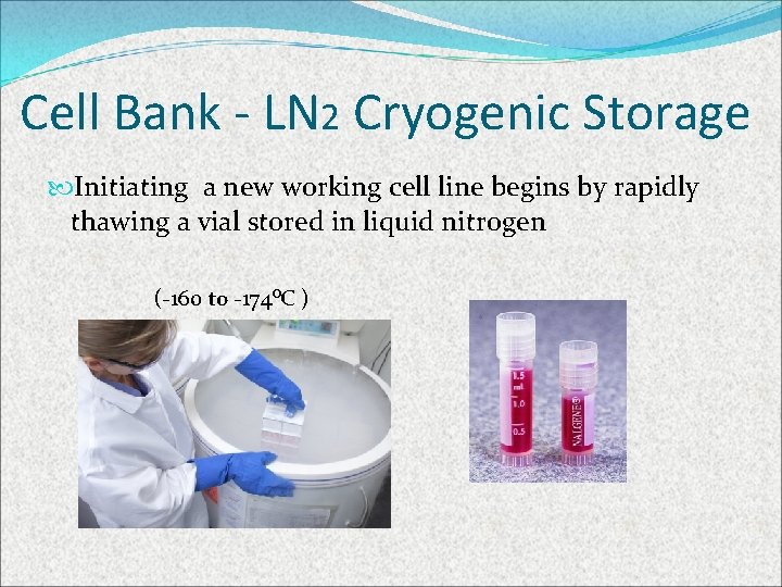 Cell Bank - LN 2 Cryogenic Storage Initiating a new working cell line begins