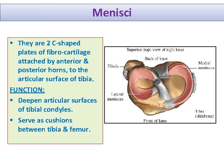 Menisci § They are 2 C-shaped plates of fibro-cartilage attached by anterior & posterior