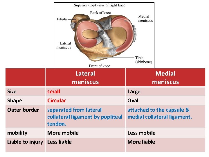 Lateral meniscus Medial meniscus Size small Large Shape Circular Oval Outer border separated from