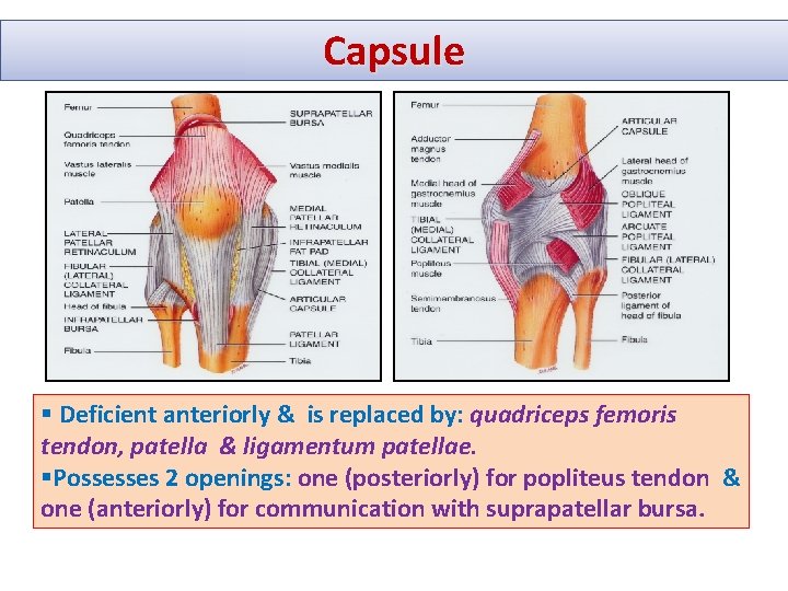 Capsule § Deficient anteriorly & is replaced by: quadriceps femoris tendon, patella & ligamentum