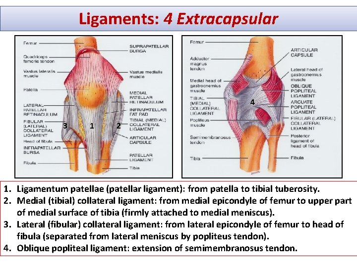 Ligaments: 4 Extracapsular 4 3 1 2 1. Ligamentum patellae (patellar ligament): from patella