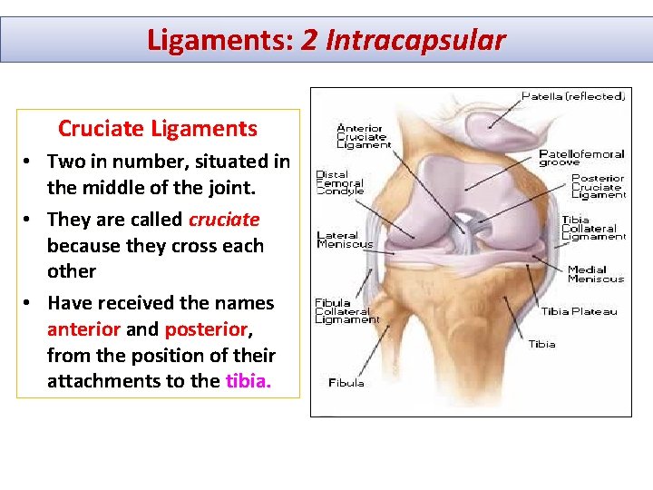 Ligaments: 2 Intracapsular Cruciate Ligaments • Two in number, situated in the middle of