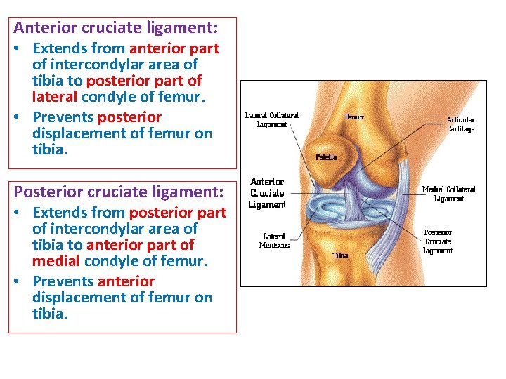 Anterior cruciate ligament: • Extends from anterior part of intercondylar area of tibia to