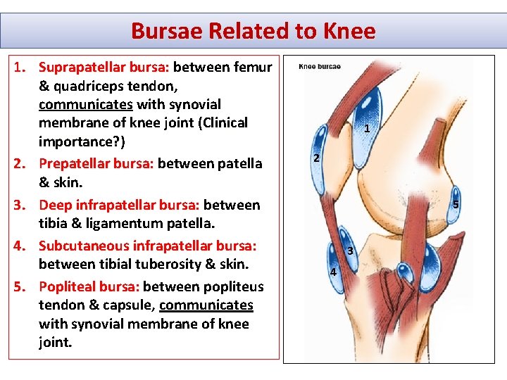 Bursae Related to Knee 1. Suprapatellar bursa: between femur & quadriceps tendon, communicates with