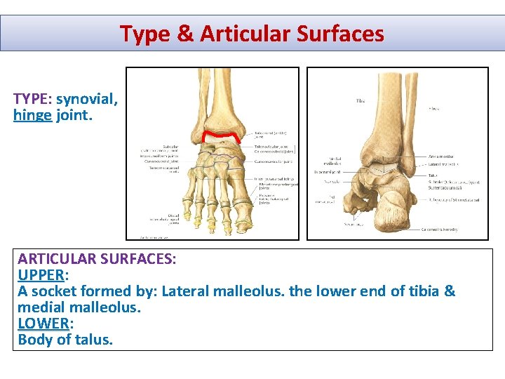 Type & Articular Surfaces TYPE: synovial, synovial hinge joint. ARTICULAR SURFACES: UPPER A socket