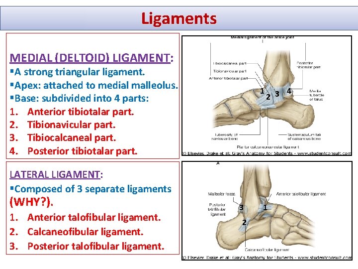 Ligaments MEDIAL (DELTOID) LIGAMENT: §A strong triangular ligament. §Apex: attached to medial malleolus. §Base: