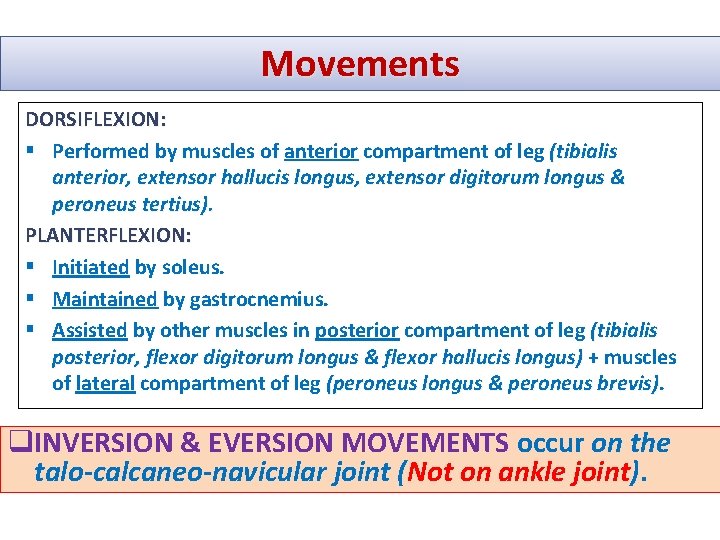 Movements DORSIFLEXION: § Performed by muscles of anterior compartment of leg (tibialis anterior, extensor