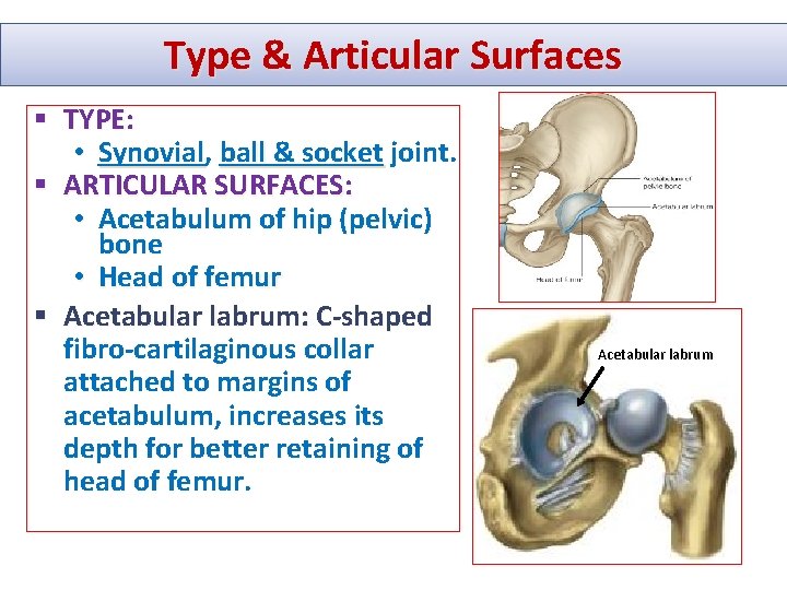 Type & Articular Surfaces § TYPE: • Synovial, Synovial ball & socket joint. §
