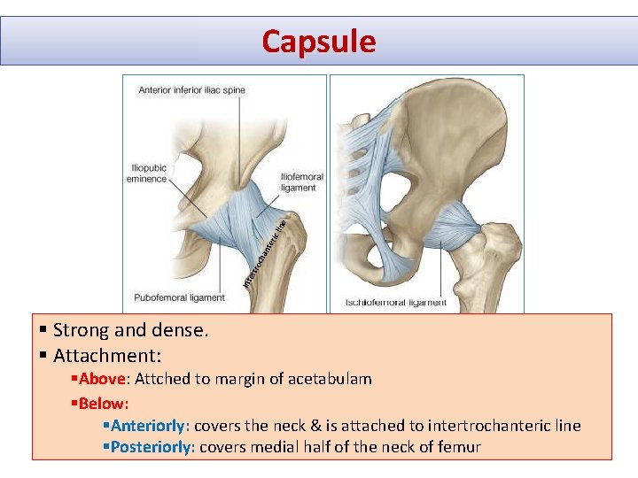 Int e rtr och an ter ic l i ne Capsule § Strong and