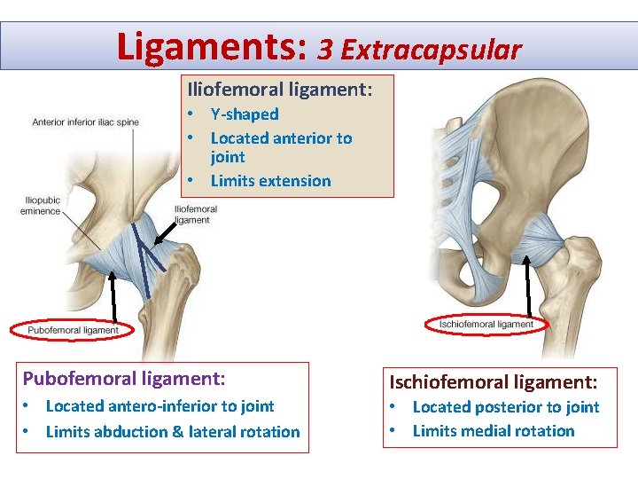 Ligaments: 3 Extracapsular Iliofemoral ligament: • Y-shaped • Located anterior to joint • Limits