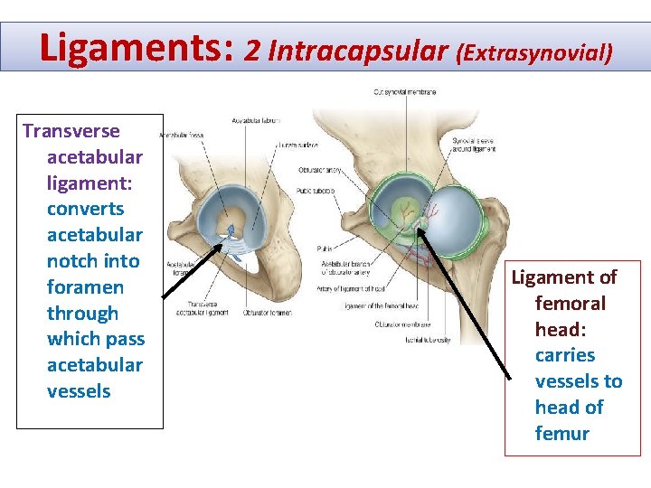 Ligaments: 2 Intracapsular (Extrasynovial) Transverse acetabular ligament: converts acetabular notch into foramen through which