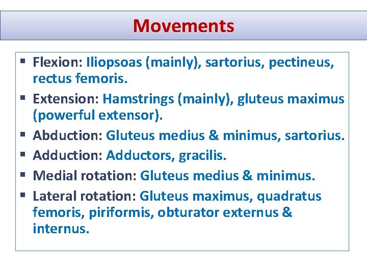 Movements § Flexion: Iliopsoas (mainly), sartorius, pectineus, rectus femoris. § Extension: Hamstrings (mainly), gluteus