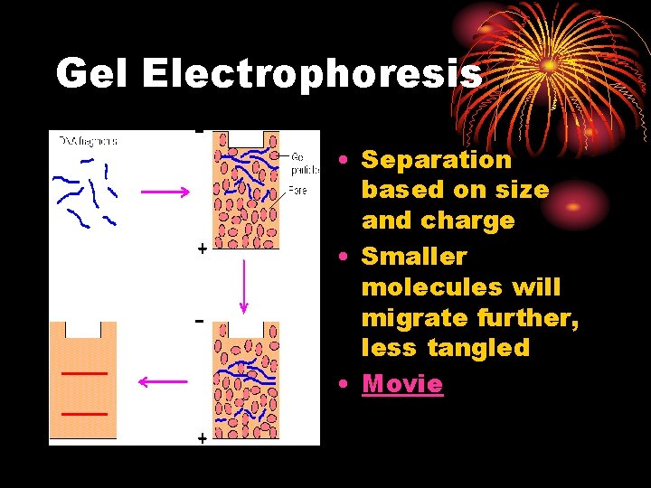 Gel Electrophoresis • Separation based on size and charge • Smaller molecules will migrate