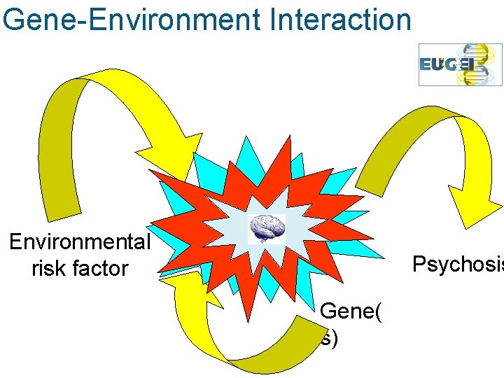 Gene-Environment Interaction Environmental risk factor Psychosis Gene( s) 