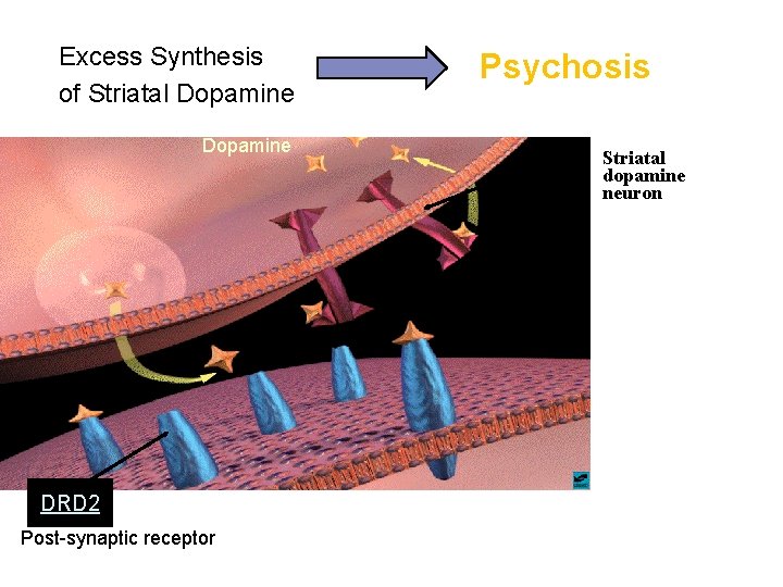 Excess Synthesis of Striatal Dopamine DRD 2 Post-synaptic receptor Psychosis Striatal dopamine neuron 