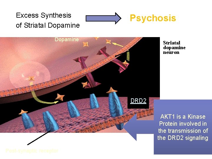 Excess Synthesis of Striatal Dopamine Psychosis Dopamine Striatal dopamine neuron DRD 2 AKT 1