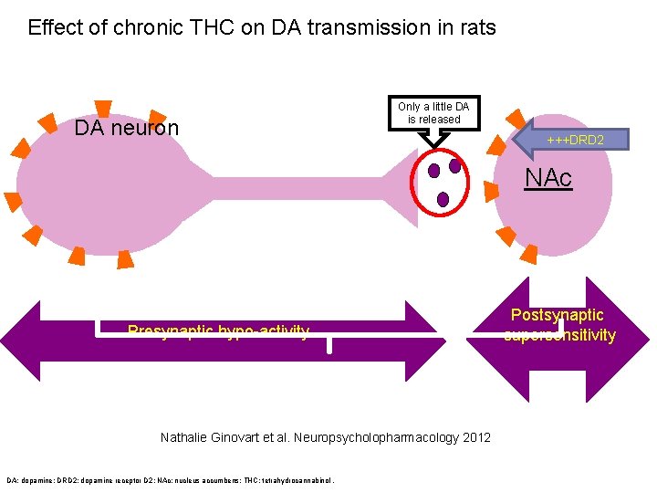 Effect of chronic THC on DA transmission in rats DA neuron Only a little