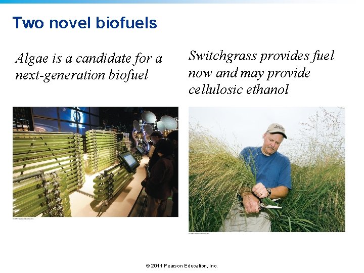 Two novel biofuels Algae is a candidate for a next-generation biofuel Switchgrass provides fuel