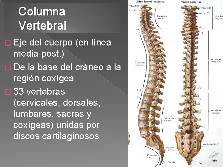 Columna Vertebral � Eje del cuerpo (en línea media post. ) � De la
