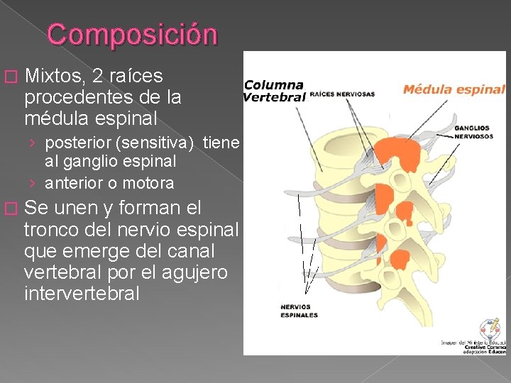 Composición � Mixtos, 2 raíces procedentes de la médula espinal › posterior (sensitiva) tiene