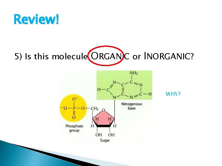 Review! 5) Is this molecule ORGANIC or INORGANIC? WHY? 