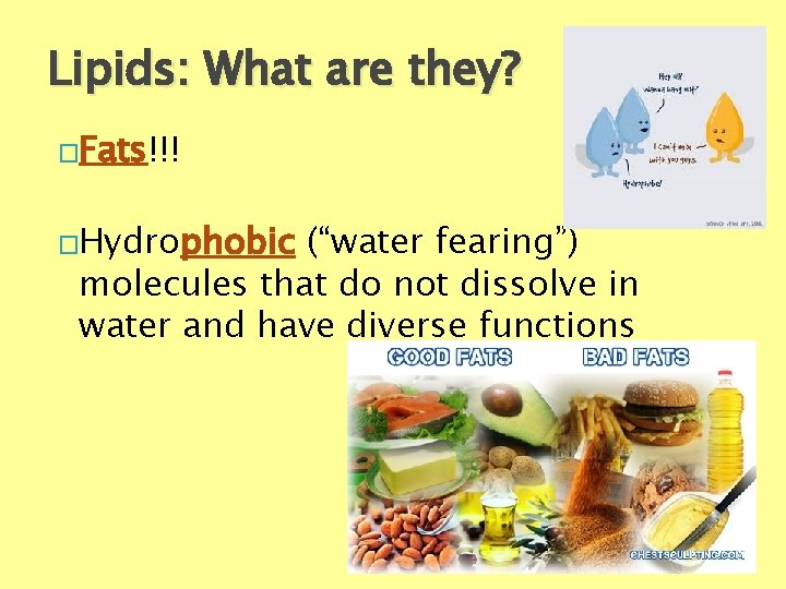 Lipids: What are they? �Fats!!! �Hydrophobic (“water fearing”) molecules that do not dissolve in