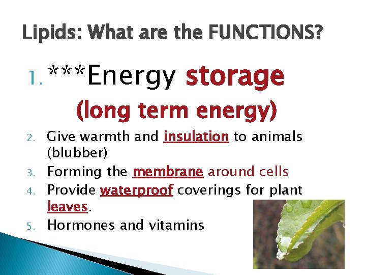 Lipids: What are the FUNCTIONS? 1. ***Energy storage (long term energy) 2. 3. 4.