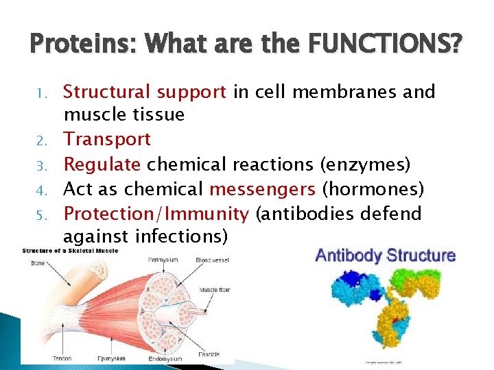 Proteins: What are the FUNCTIONS? 1. 2. 3. 4. 5. Structural support in cell