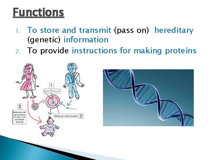 Functions 1. 2. To store and transmit (pass on) hereditary (genetic) information To provide