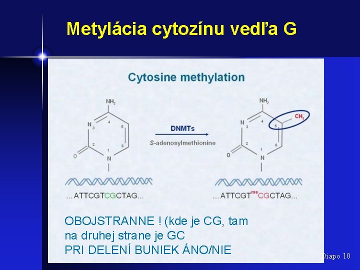 Metylácia cytozínu vedľa G OBOJSTRANNE ! (kde je CG, tam na druhej strane je