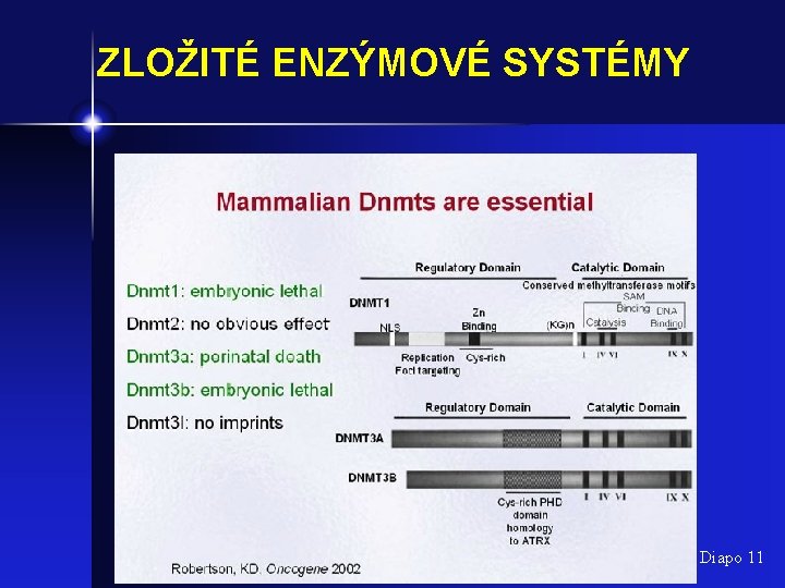 ZLOŽITÉ ENZÝMOVÉ SYSTÉMY Diapo 11 