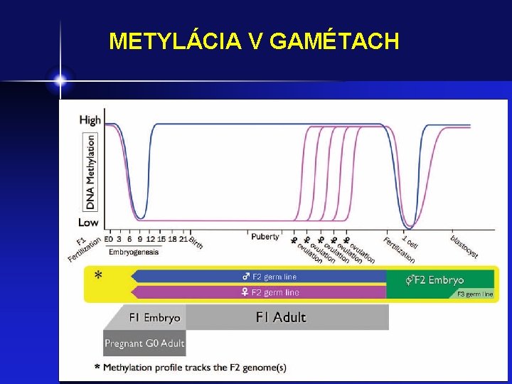 METYLÁCIA V GAMÉTACH Diapo 12 