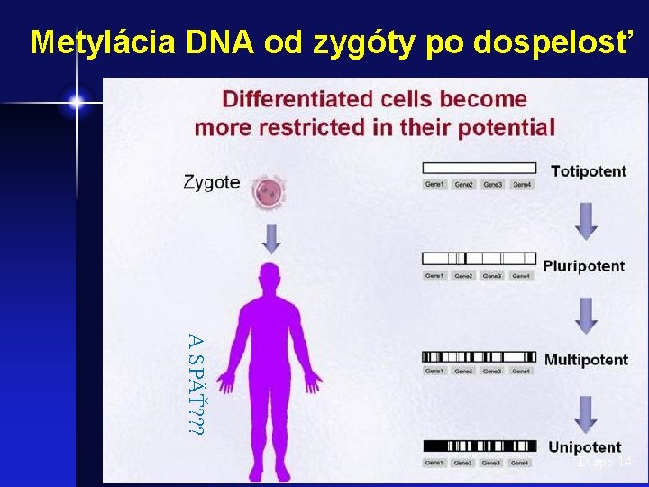 Metylácia DNA od zygóty po dospelosť A SPÄŤ? ? ? Diapo 14 