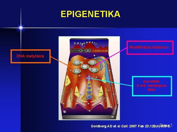 EPIGENETIKA Modifikácia histónov DNA metylácia micro. RNA A iné nekódujúce RNA Diapo 5 Goldberg