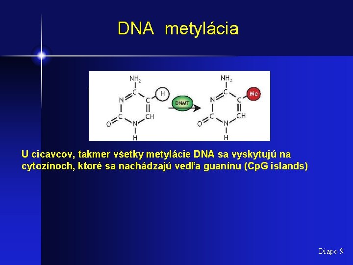 DNA metylácia U cicavcov, takmer všetky metylácie DNA sa vyskytujú na cytozínoch, ktoré sa