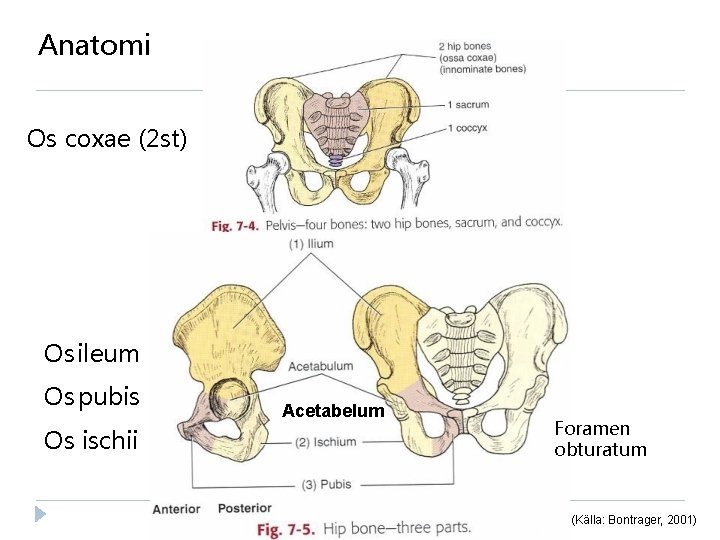 Anatomi Os coxae (2 st) Os ileum Os pubis Os ischii Acetabelum Foramen obturatum