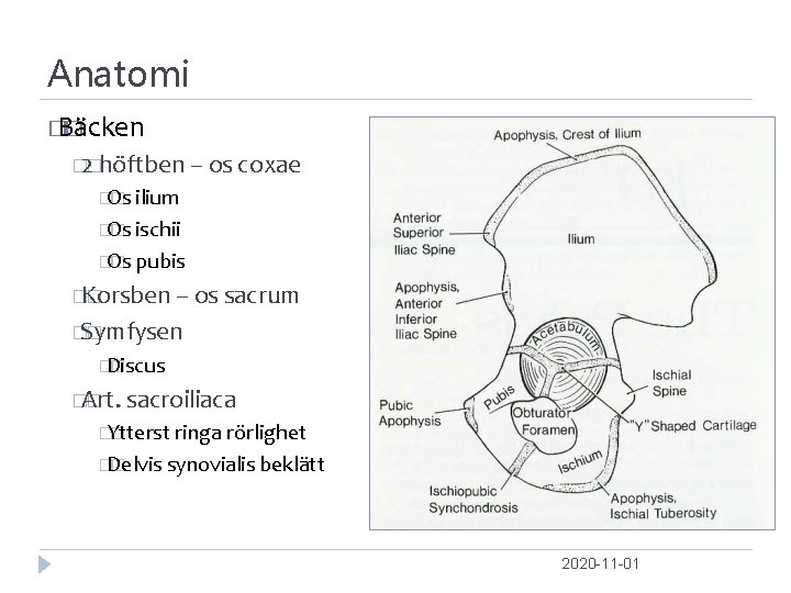 Anatomi � Bäcken � � 2�höftben – os coxae �Os � ilium �Os �