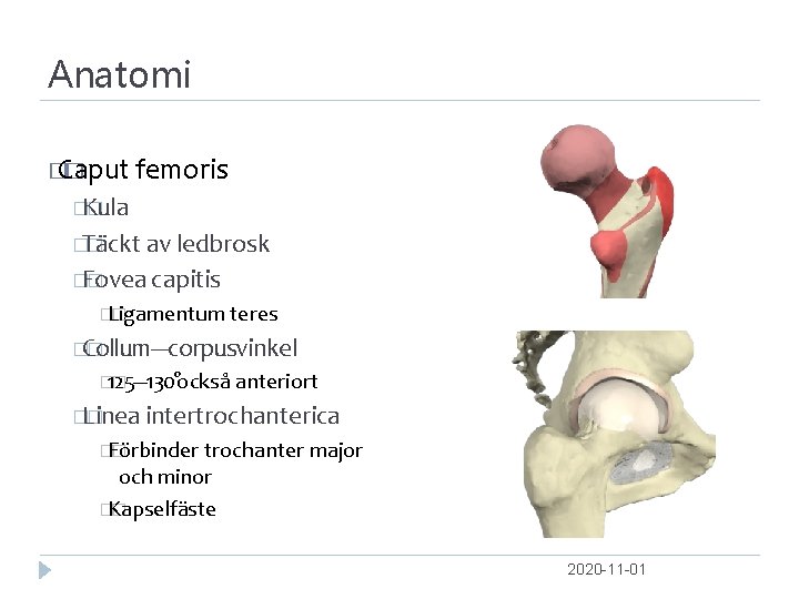 Anatomi � Caput � femoris �Kula � �Täckt � av ledbrosk �Fovea � capitis