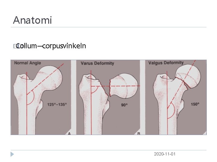 Anatomi � Collum‐‐‐corpus � vinkeln 2020 -11 -01 